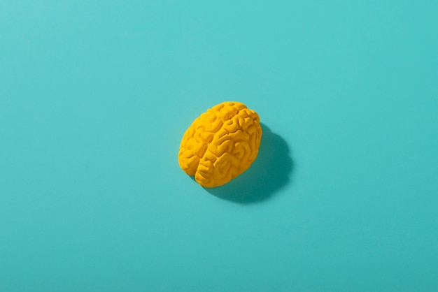 Free photo still life with human brains