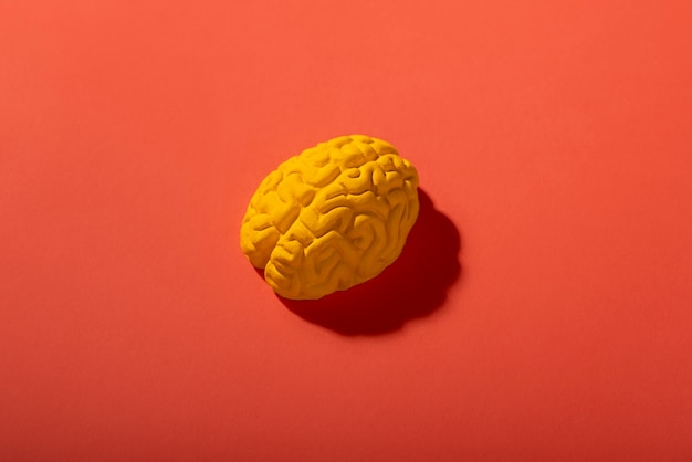 Still life with human brains