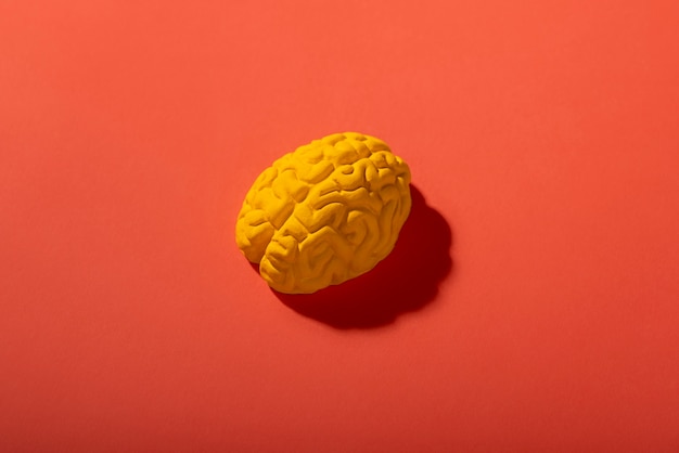 人間の脳のある静物画