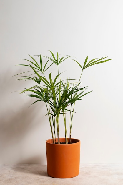 室内植物の静物