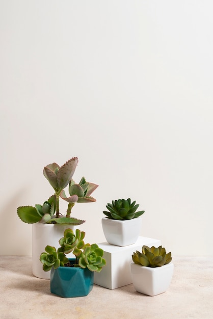 still life with indoor plants