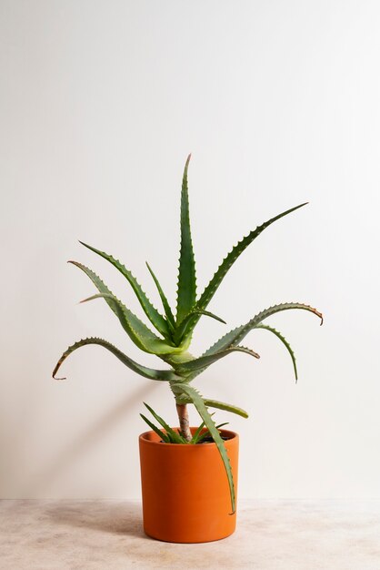 still life with indoor plants