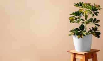 Free photo still life with indoor plants