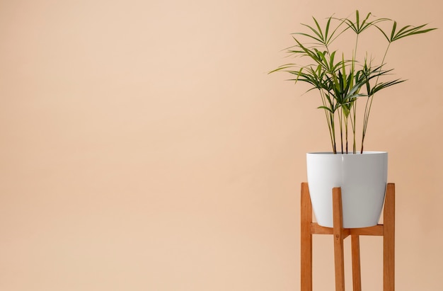 still life with indoor plants