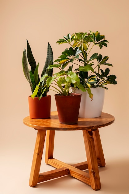 still life with indoor plants