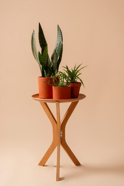 still life with indoor plants