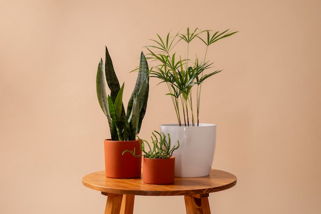 Free photo still life with indoor plants