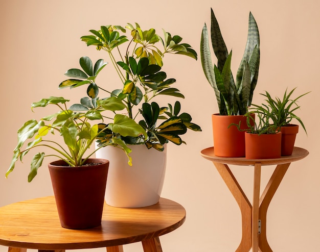 still life with indoor plants
