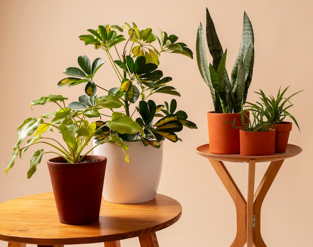 Free photo still life with indoor plants