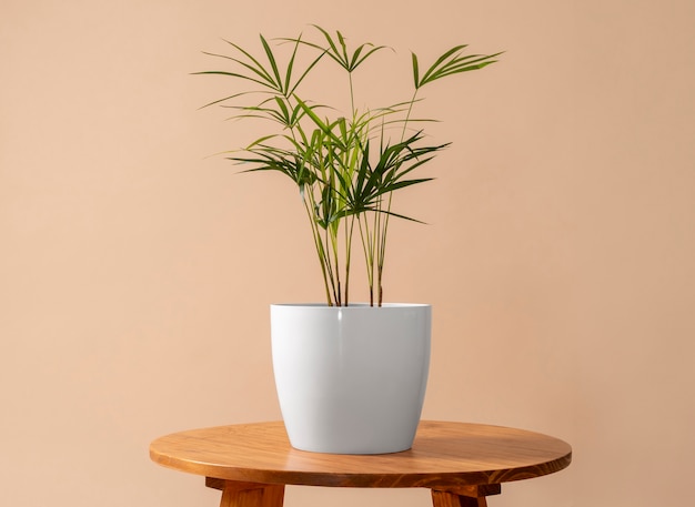 Бесплатное фото Натюрморт с комнатными растениями