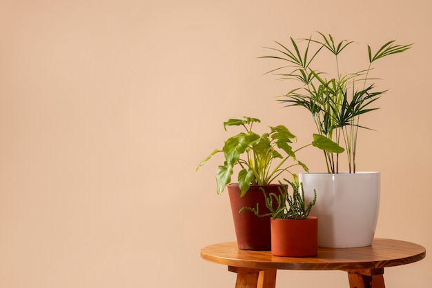 Бесплатное фото Натюрморт с комнатными растениями