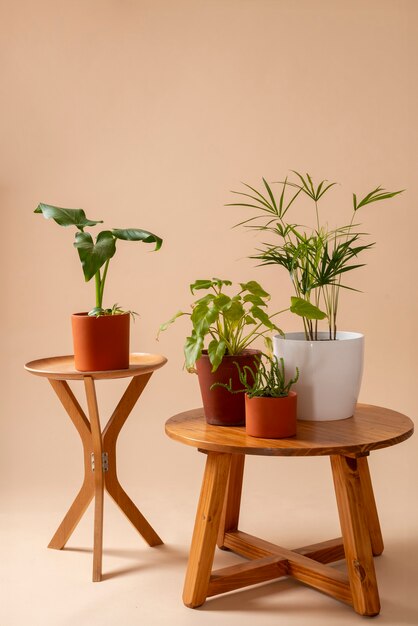 still life with indoor plants