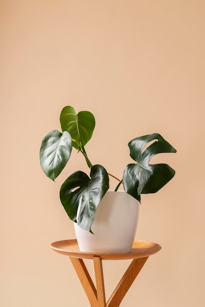 Free photo still life with indoor plants