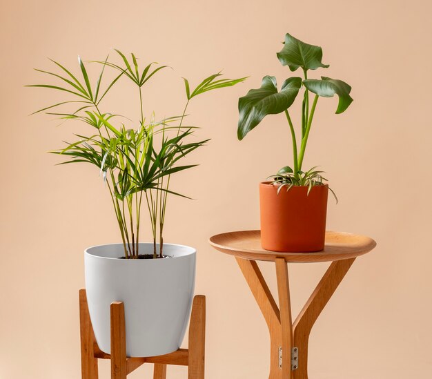 still life with indoor plants