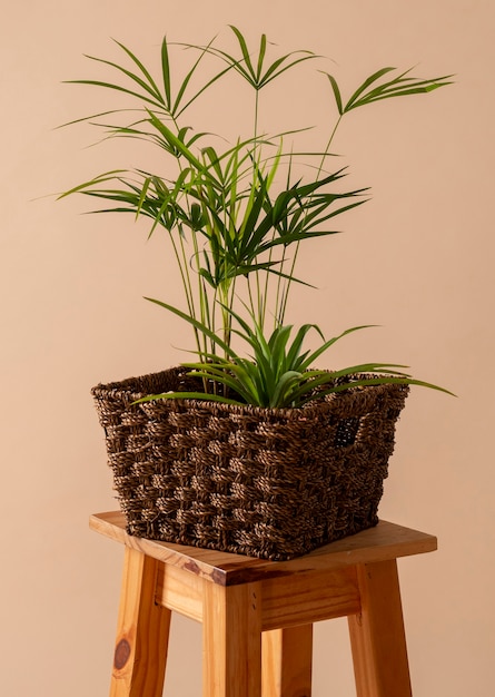 Free photo still life with indoor plants