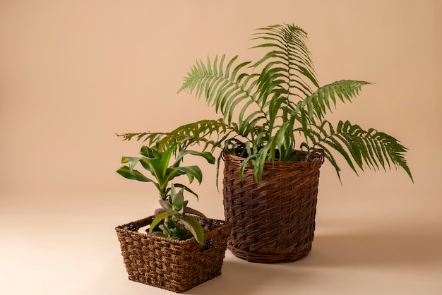 Free photo still life with indoor plants