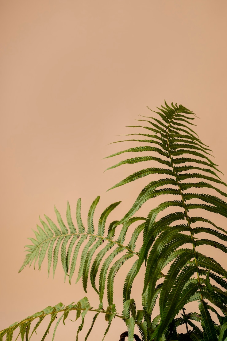 無料Photo 室内植物の静物