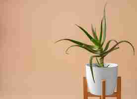 Free photo still life with indoor plants