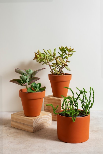 Free photo still life with indoor plants