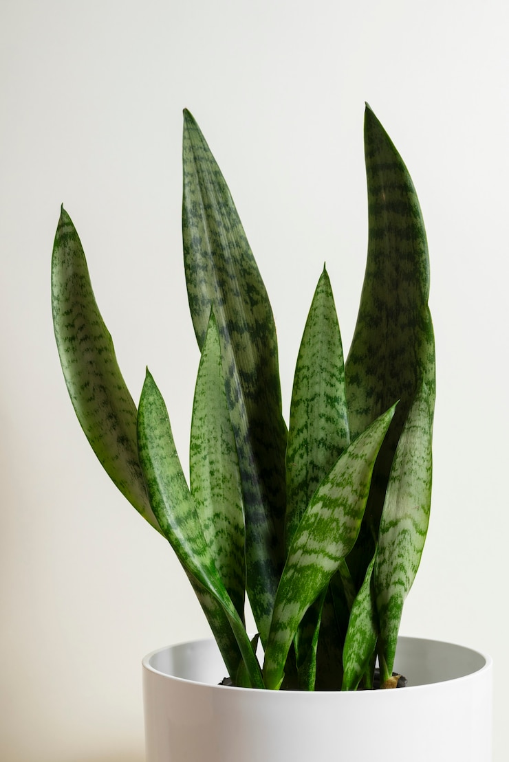 Free Photo still life with indoor plants