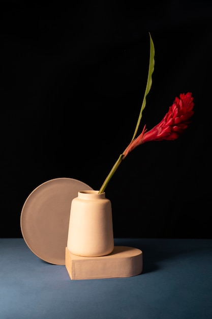 Free Stock Photos – Still Life with Plants Deco