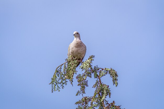 Биржевой голубь сидит на ветке дерева под голубым небом