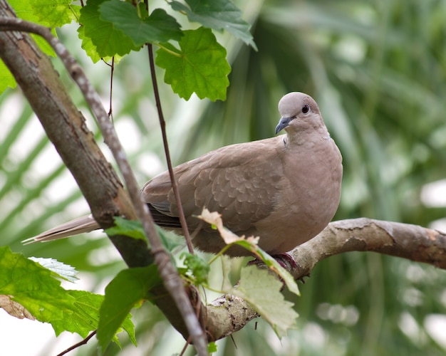 Stock dove sitting on a tree branch surrounded by greenery under sunlight with a blurry background