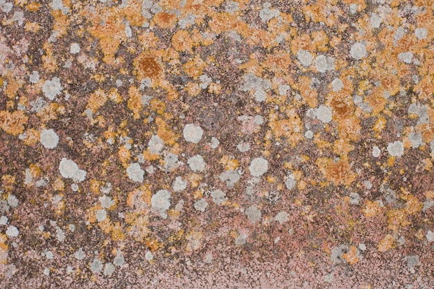 Stone in lichen spots