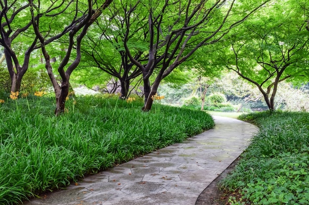 Stone path with grass and trees