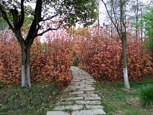 Free photo stone pathway in the garden