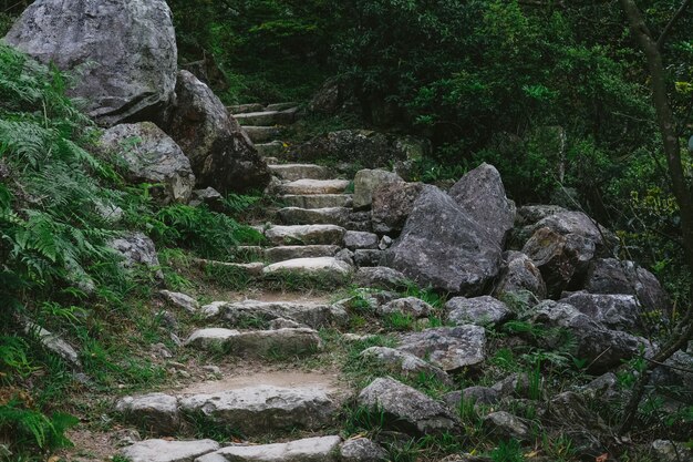 숲으로 이어지는 돌 계단