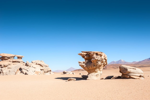 볼리비아 altiplano 고원의 돌 나무 arbol de piedra