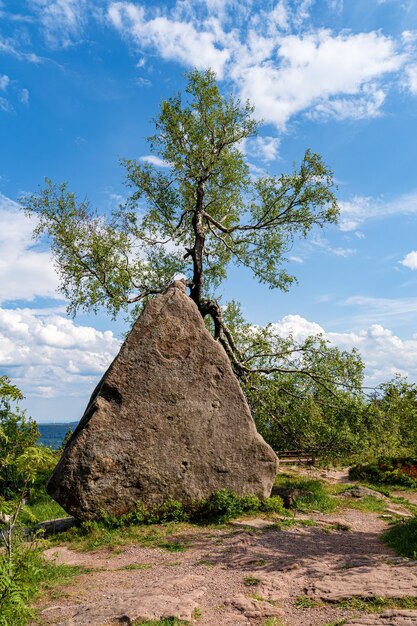崖の近くの石と木