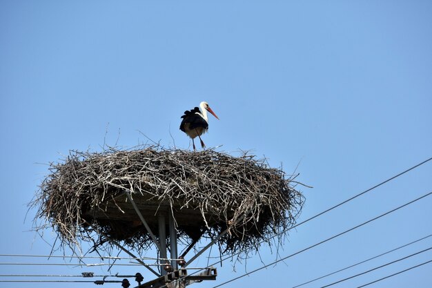 Stork in its nest on the electricity post with a street lamp