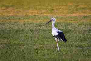 Foto gratuita cicogna in piedi sul campo verde
