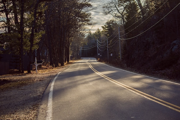 Straight highway road going through a forest on a sunny day