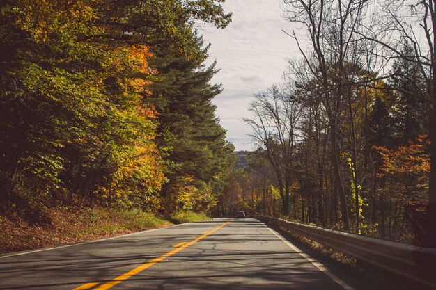 Straight road between beautiful forest trees on the suuny day