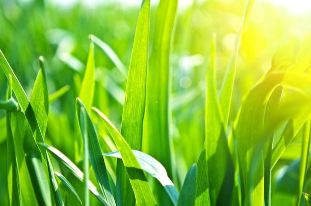 Strands of grass