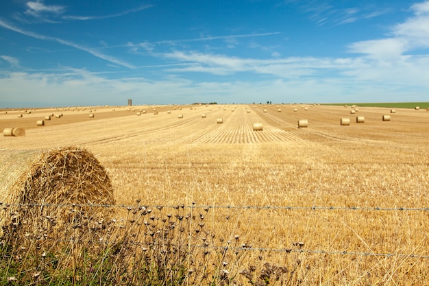 Free photo straw field landscape with blue sky