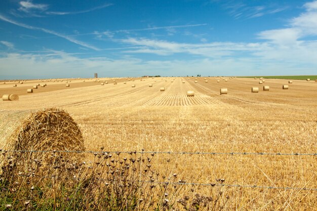 straw field landscape with blue sky