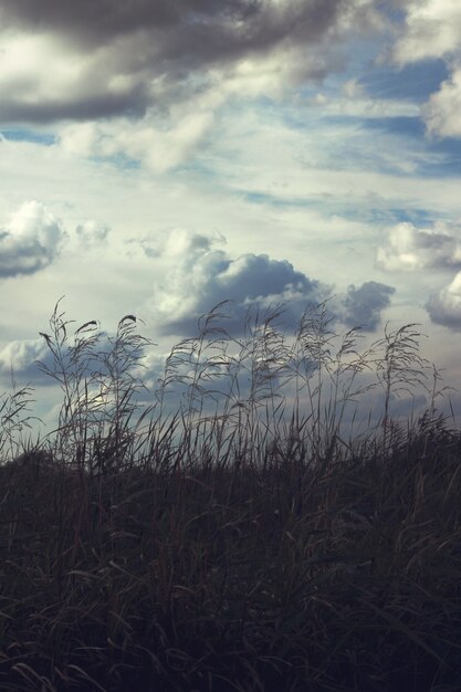 Straw with clouds