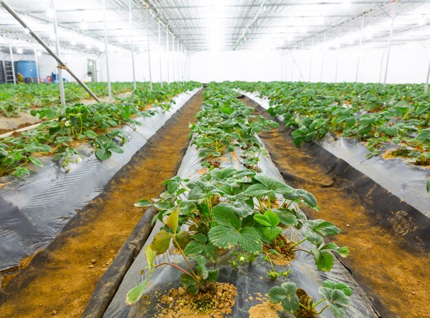 Strawberry field