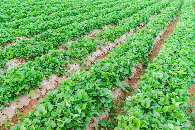 Free photo strawberry field