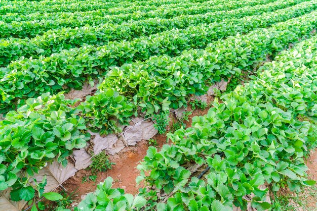 Strawberry field