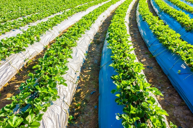 Free photo strawberry field