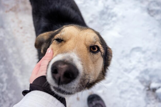 A stray brown and black dog being pet by a hiker in white and black jacket on a snowy day