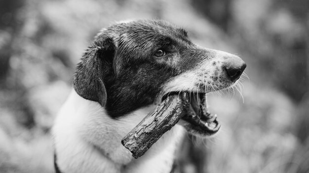 stray dog biting a piece of wood, grayscale
