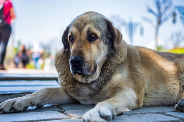 Бродячая толстая собака с грустными опущенными глазами позирует перед камерой на улице