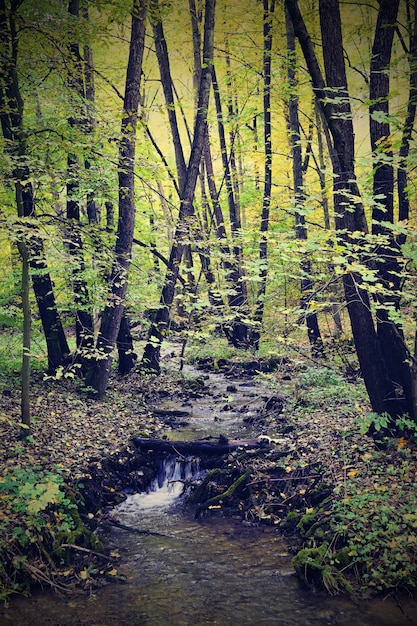 "Stream in autumnal woods"