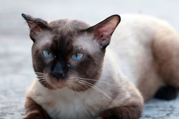 street-cat-close-up-thai-cat_45025-131.jpg